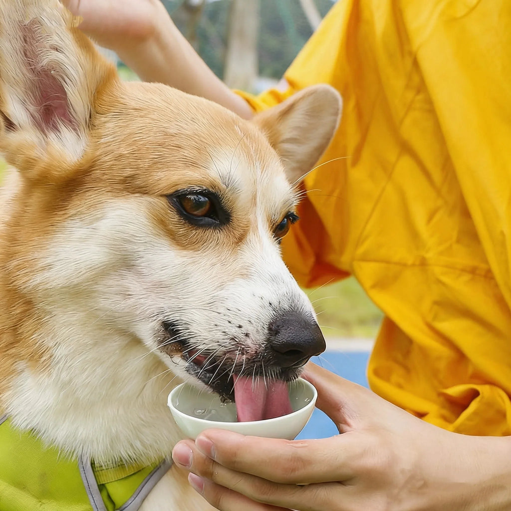 Design Dog Portable Dog Water Dispenser Teardrop Shape Lightweight Plastic Dog Bottle for Travel and Outdoor Activities OEM