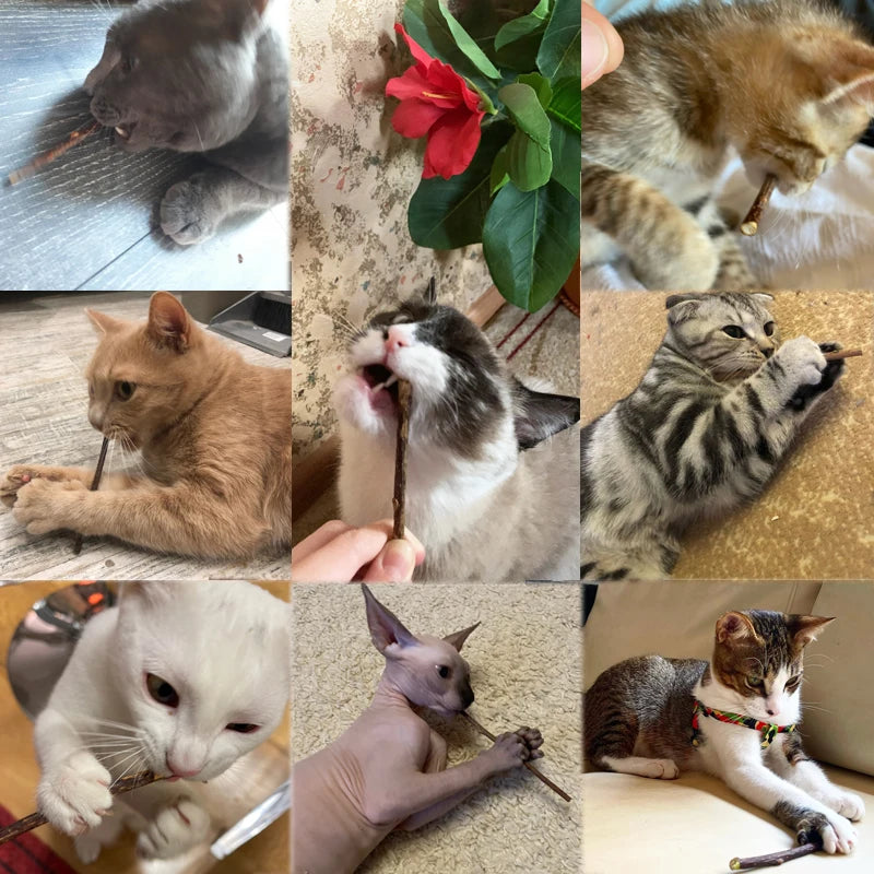 Fashionable Wood Molar Toothpaste Stick Natural Catnip Fruit Silvervine Cat Snacks for Pet Cat Teeth Cleaning Products