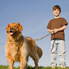 Large Dog Leash Heavy Duty No Pull Design for Shock Absorption Dog Training Leash for Medium Large Dog Products Custom LOGO
