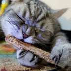 Fashionable Wood Molar Toothpaste Stick Natural Catnip Fruit Silvervine Cat Snacks for Pet Cat Teeth Cleaning Products