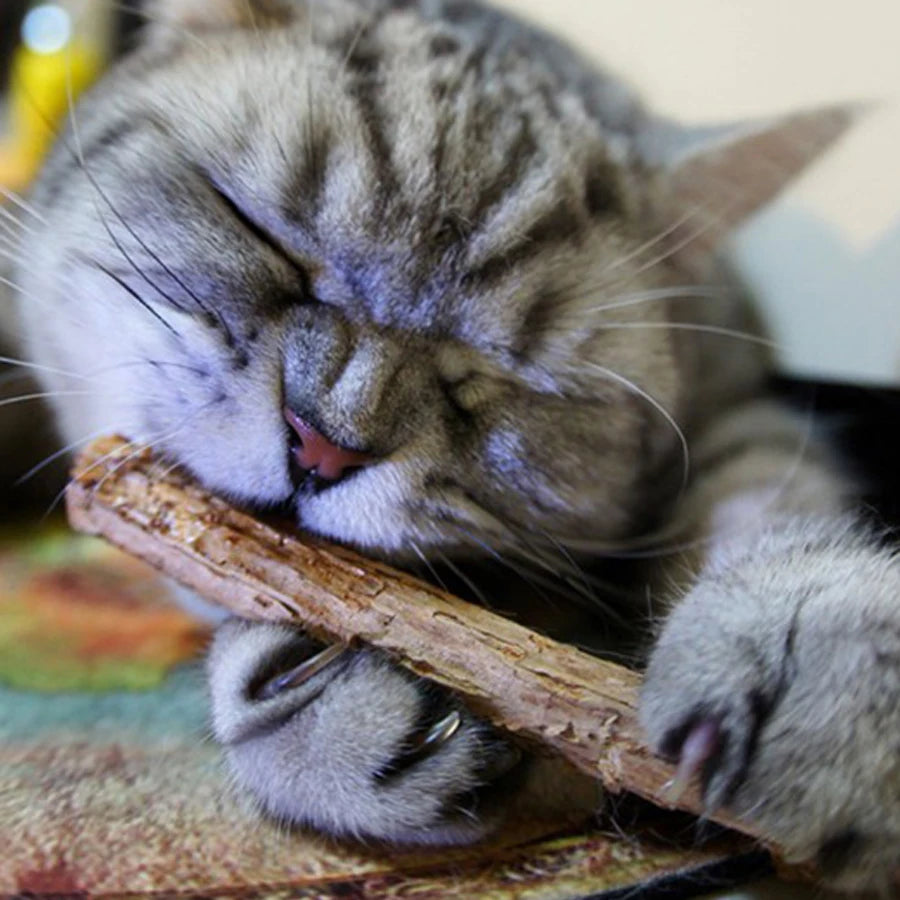 Fashionable Wood Molar Toothpaste Stick Natural Catnip Fruit Silvervine Cat Snacks for Pet Cat Teeth Cleaning Products