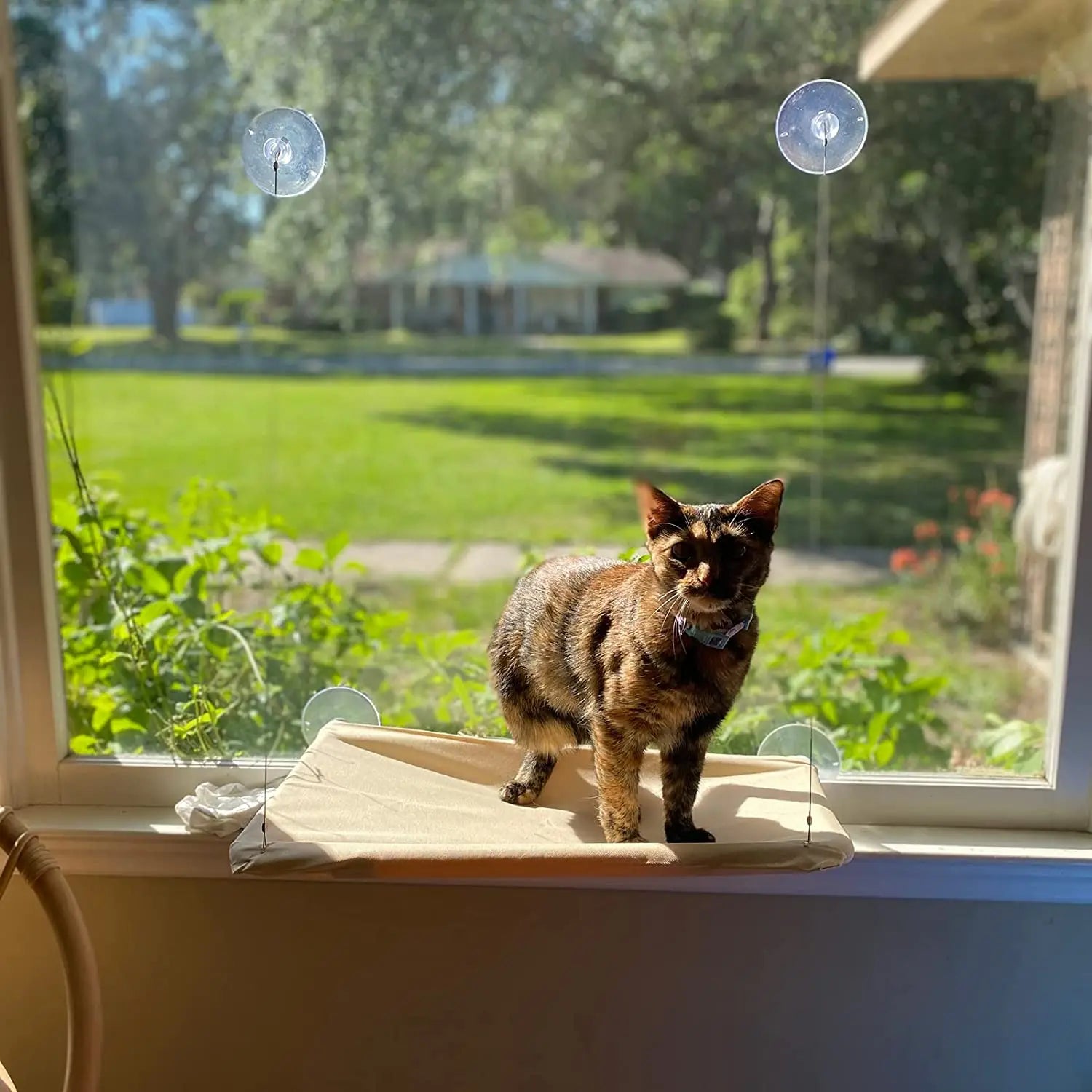 Cat Hammock Kitty Resting Seat Cats Bed Kitty Safety Bed with Durable Heavy Duty Suction Cup Cat Products Cat Window Perch